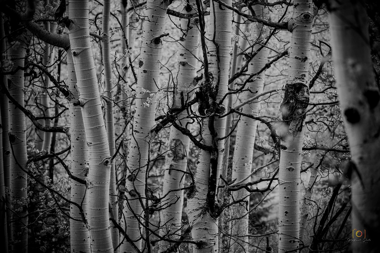 Black and White photograph of an abstract take on an stand of aspen tree trunks