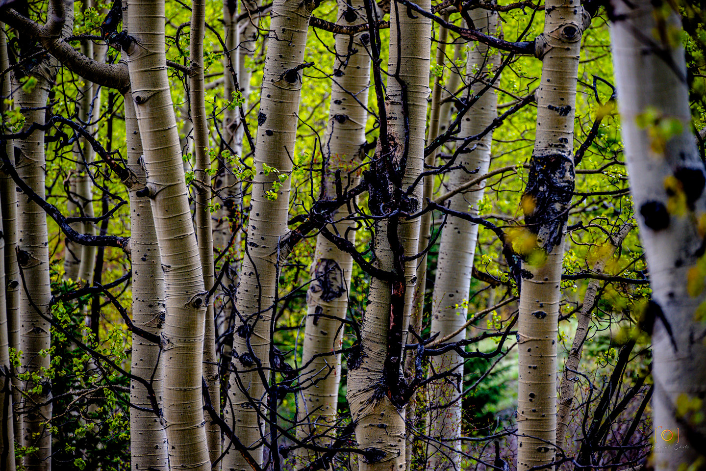 Color photograph of an abstract take on an stand of aspen tree trunks