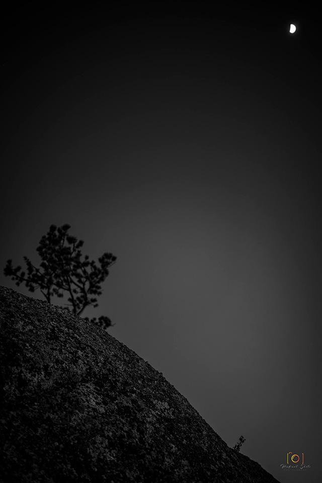 Black and White photograph of a photo of a rock with a lone pine tree and the moon in the background