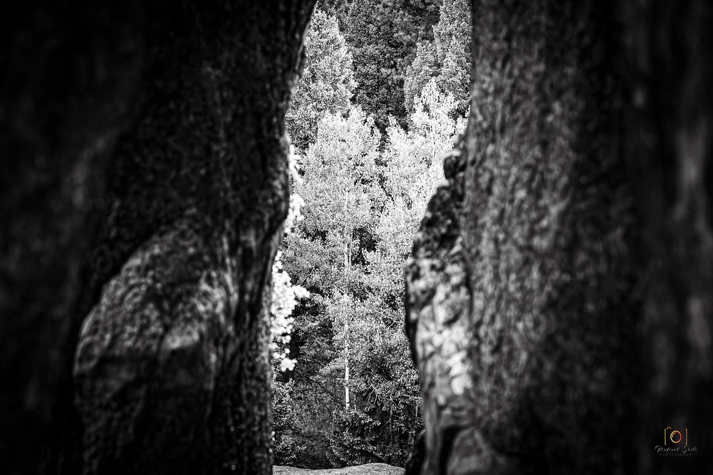 Black and White photograph of a view focusing on a single tree through a slot canyon