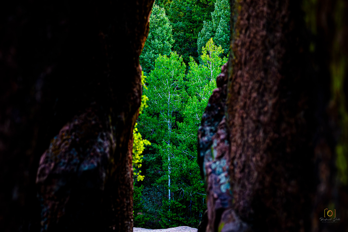 Color photograph of a view focusing on a single tree through a slot canyon